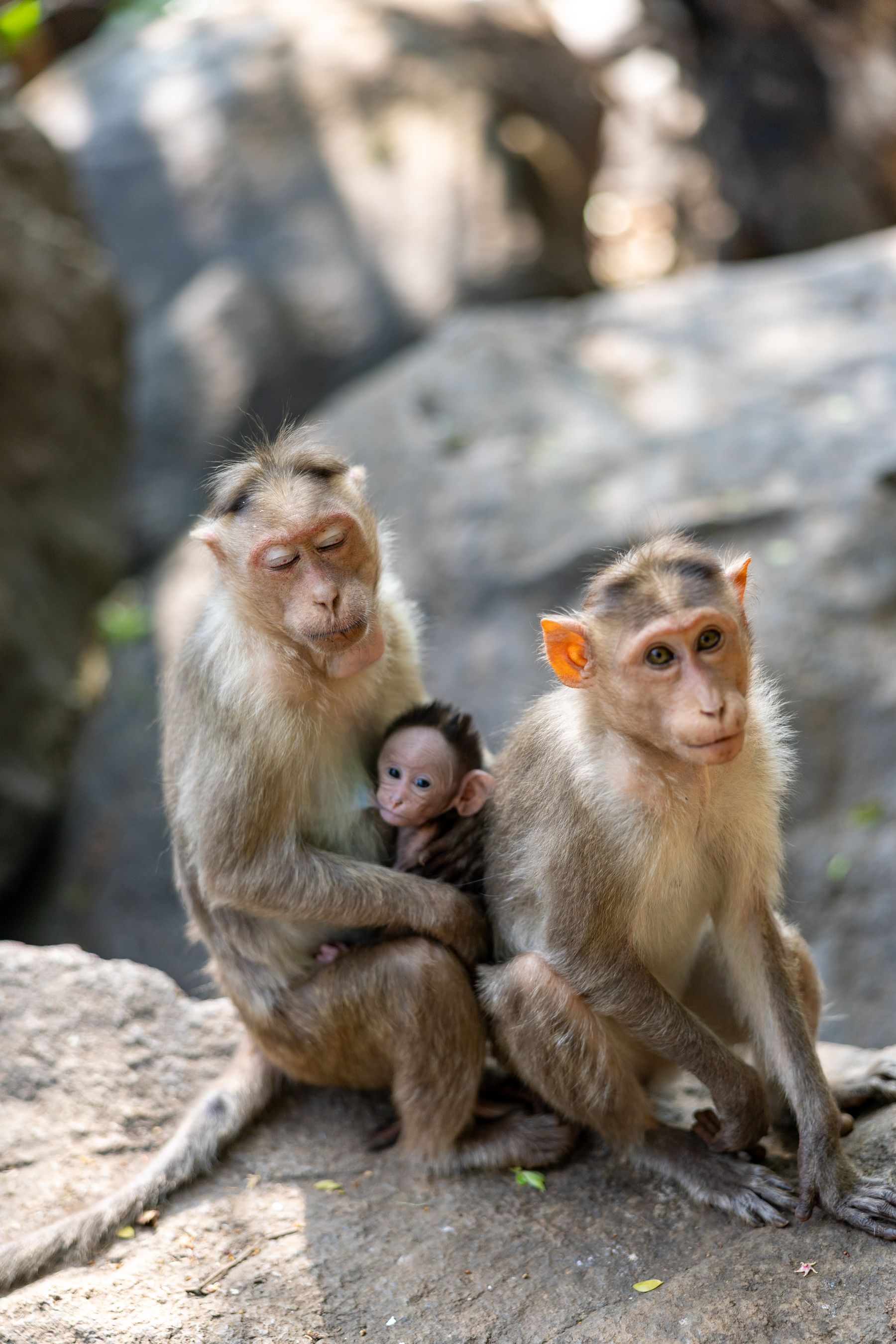 Macaque Family